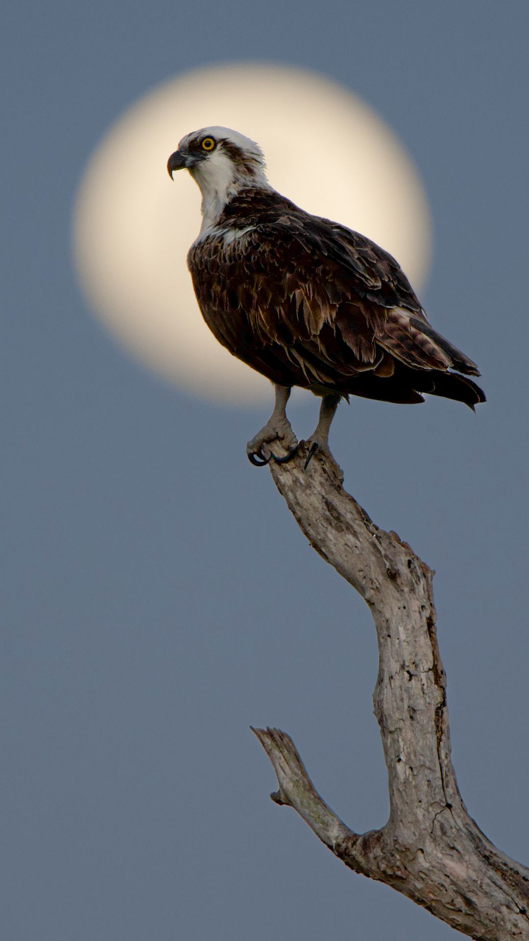 Águila pescadora