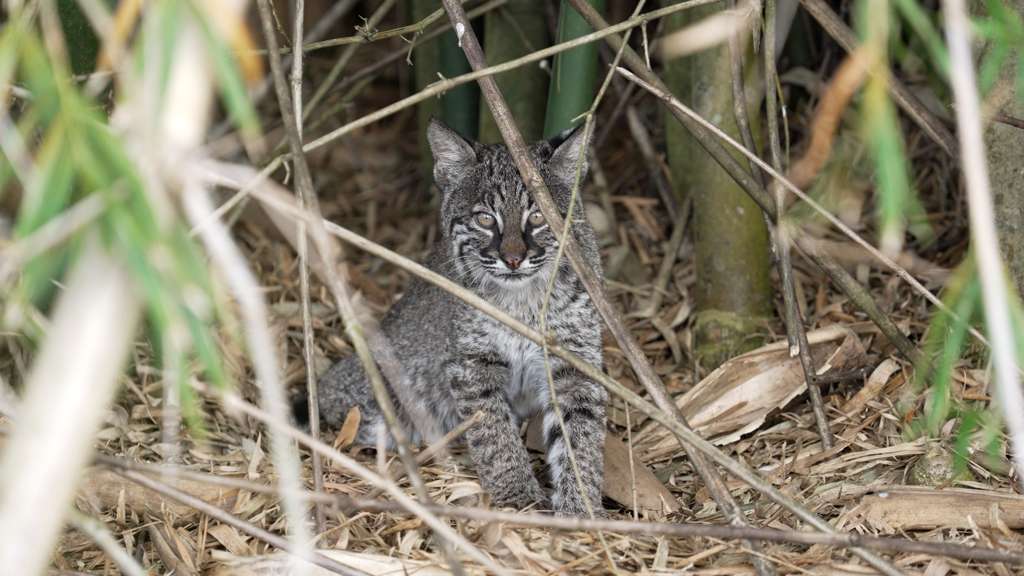 Bobcat
